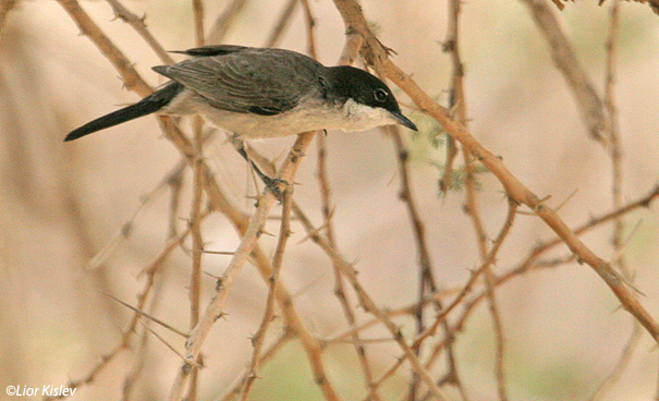 סבכי  שיטים Arabian Warbler Sylvia leucomelaena                              שמורת שיזף,הערבה אפריל 2007